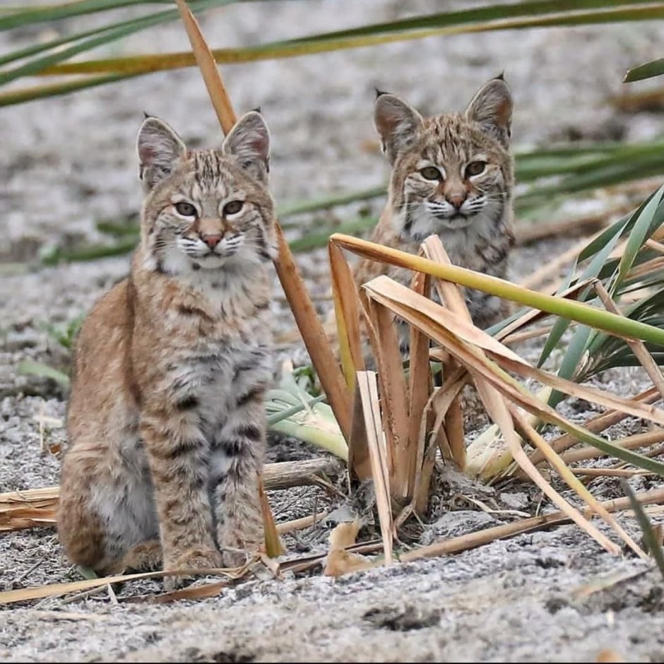 Bobcat Kitten BYU