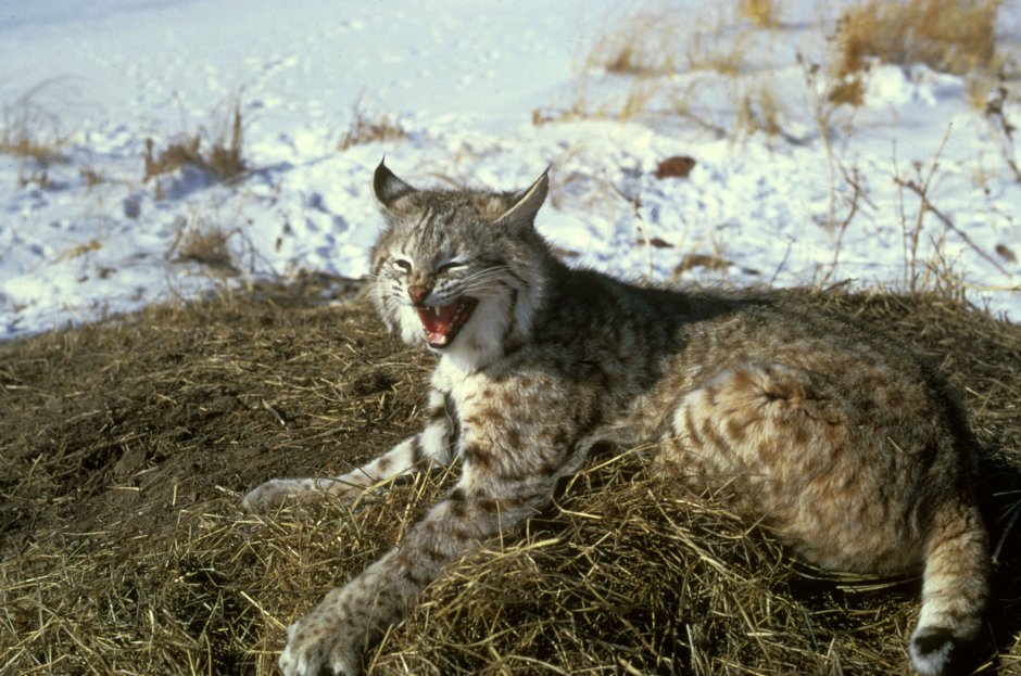Bobcat и Lynx разница