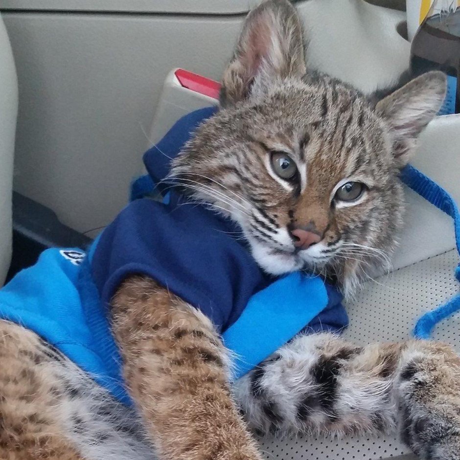 Spanky Bobcat