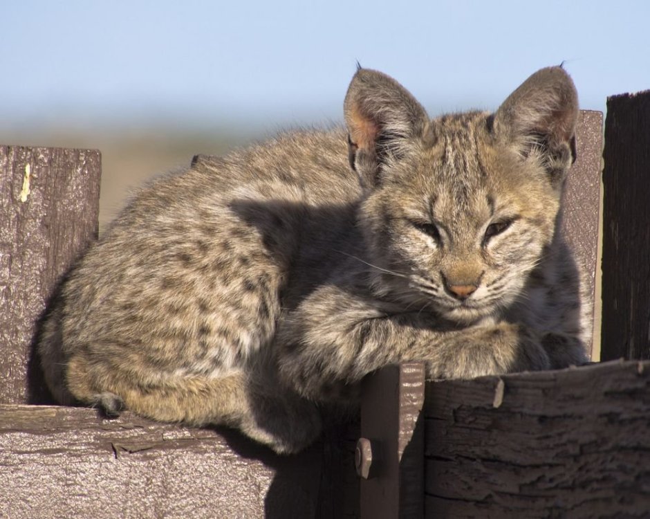 Bobcat 4k photo