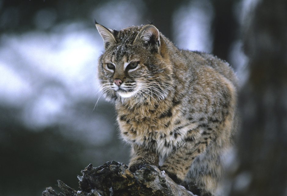 Bobcat s630r