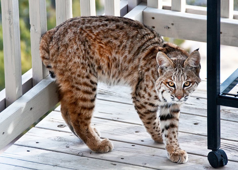 Bobcat порода