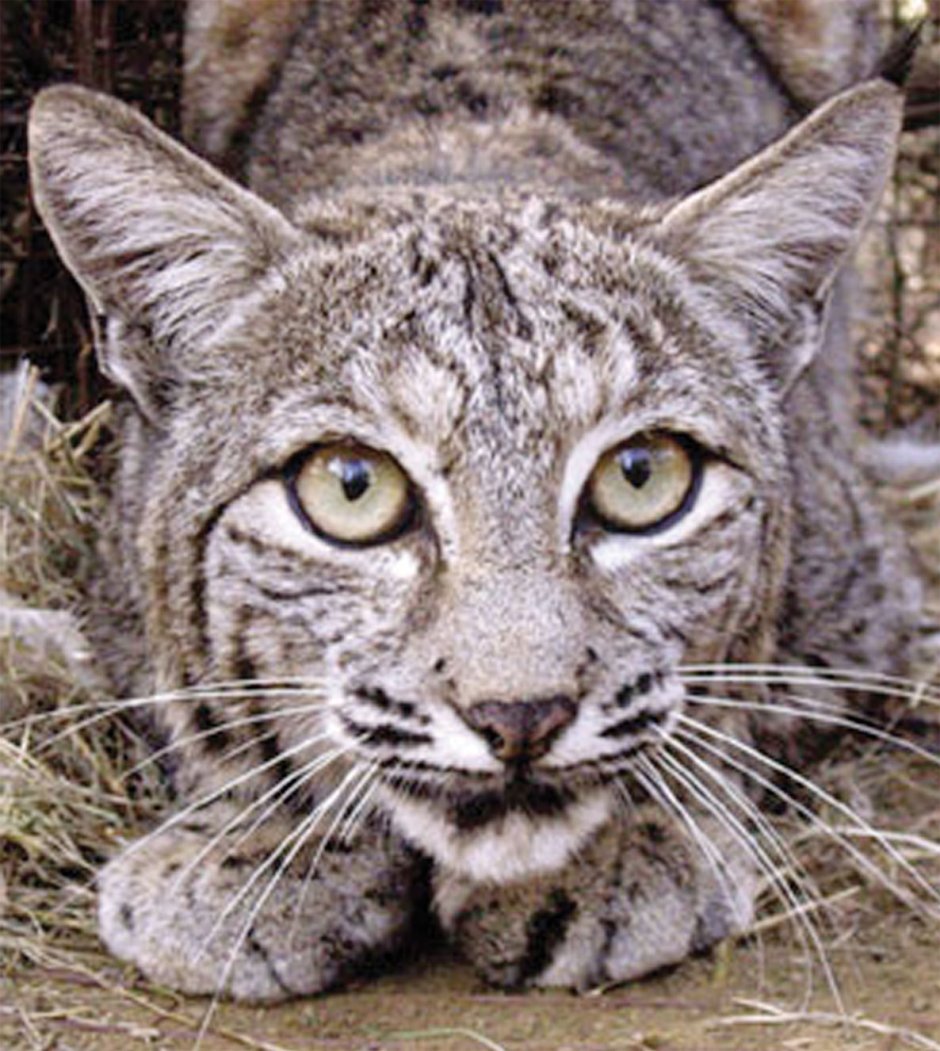 Бобкэт кошка