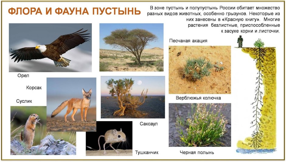 Животные обитающие в пустые