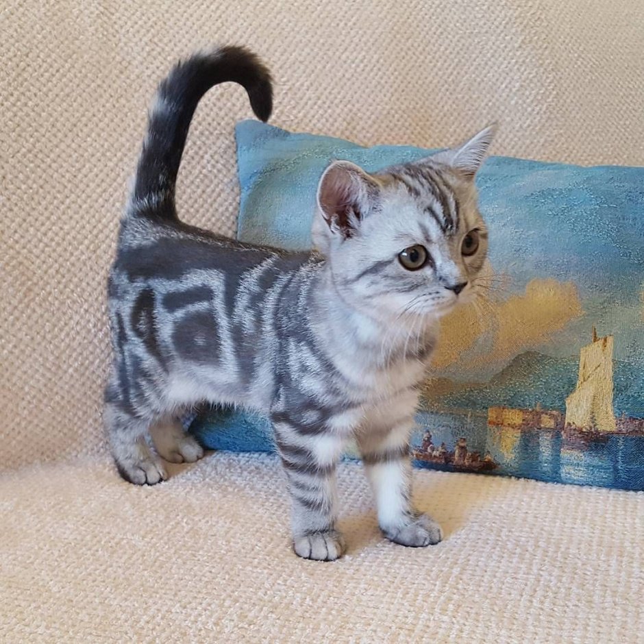 Мраморный британец котенок