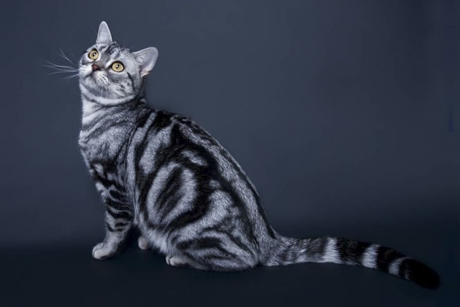 Американская короткошёрстная кошка черная