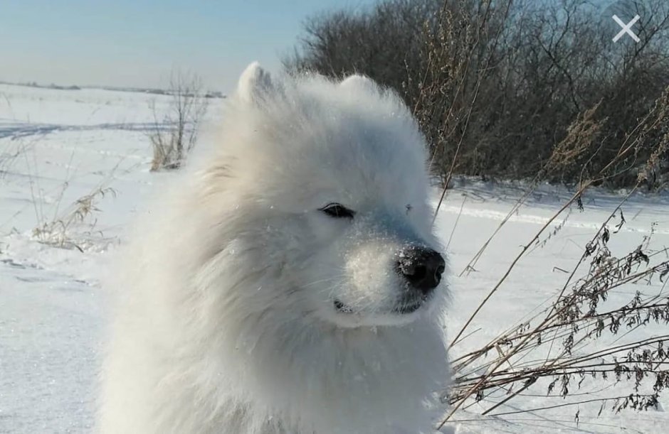 Самоедская лайка