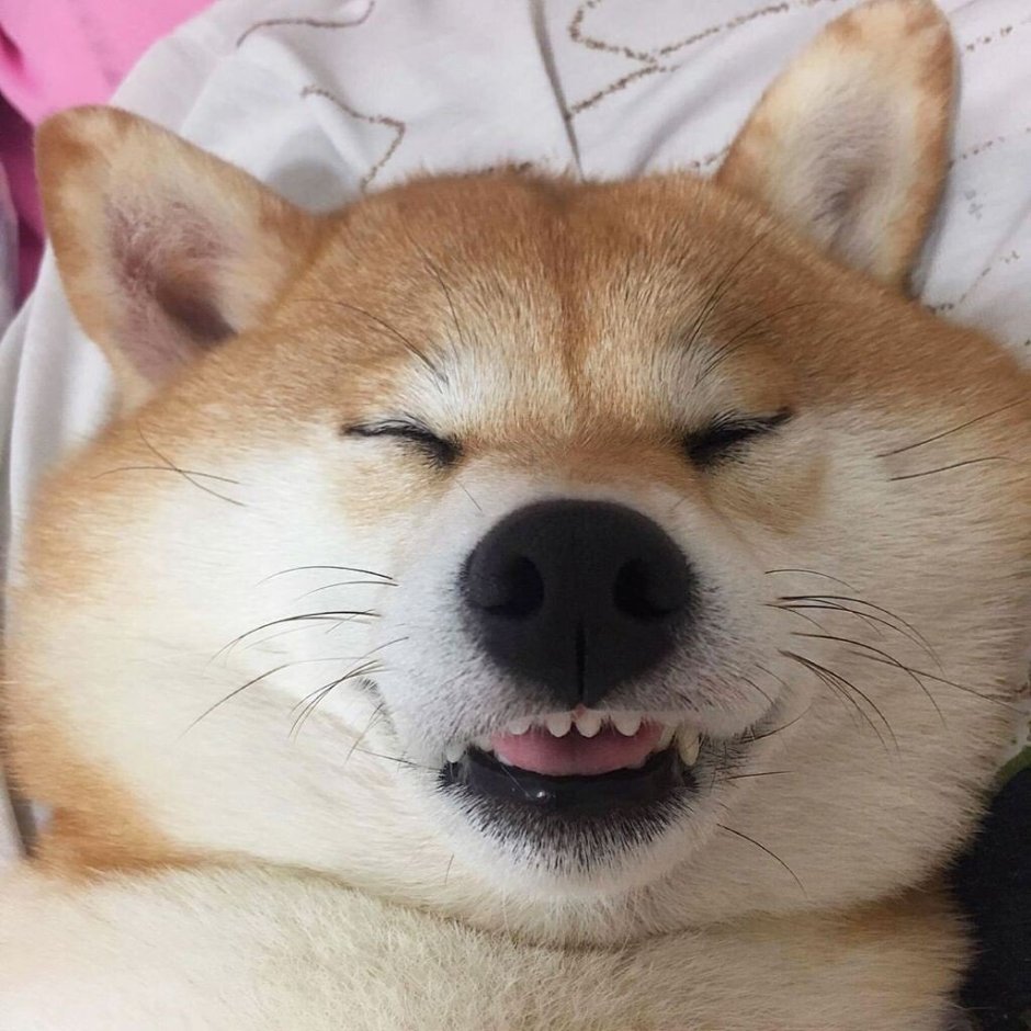 Довольный Акита ину