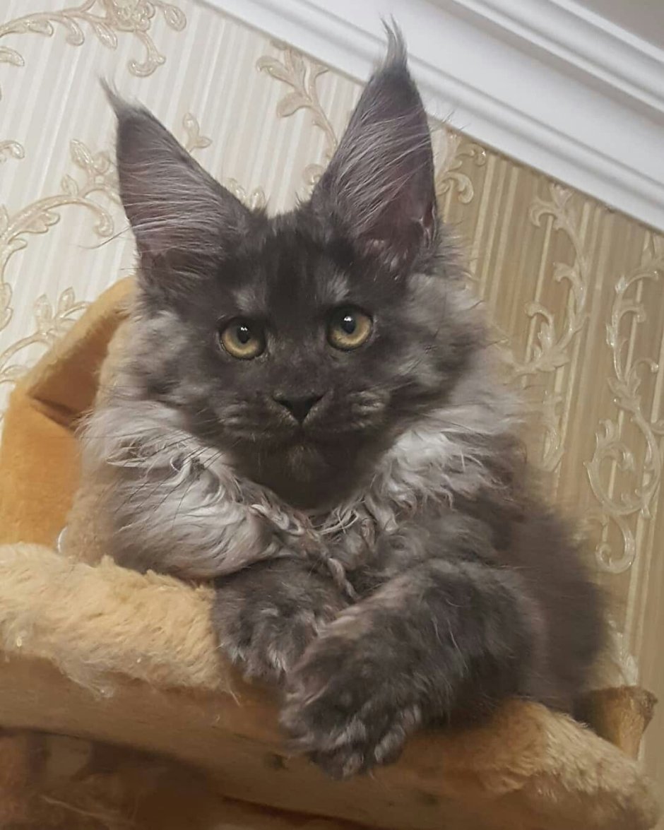 Мейн кун грей