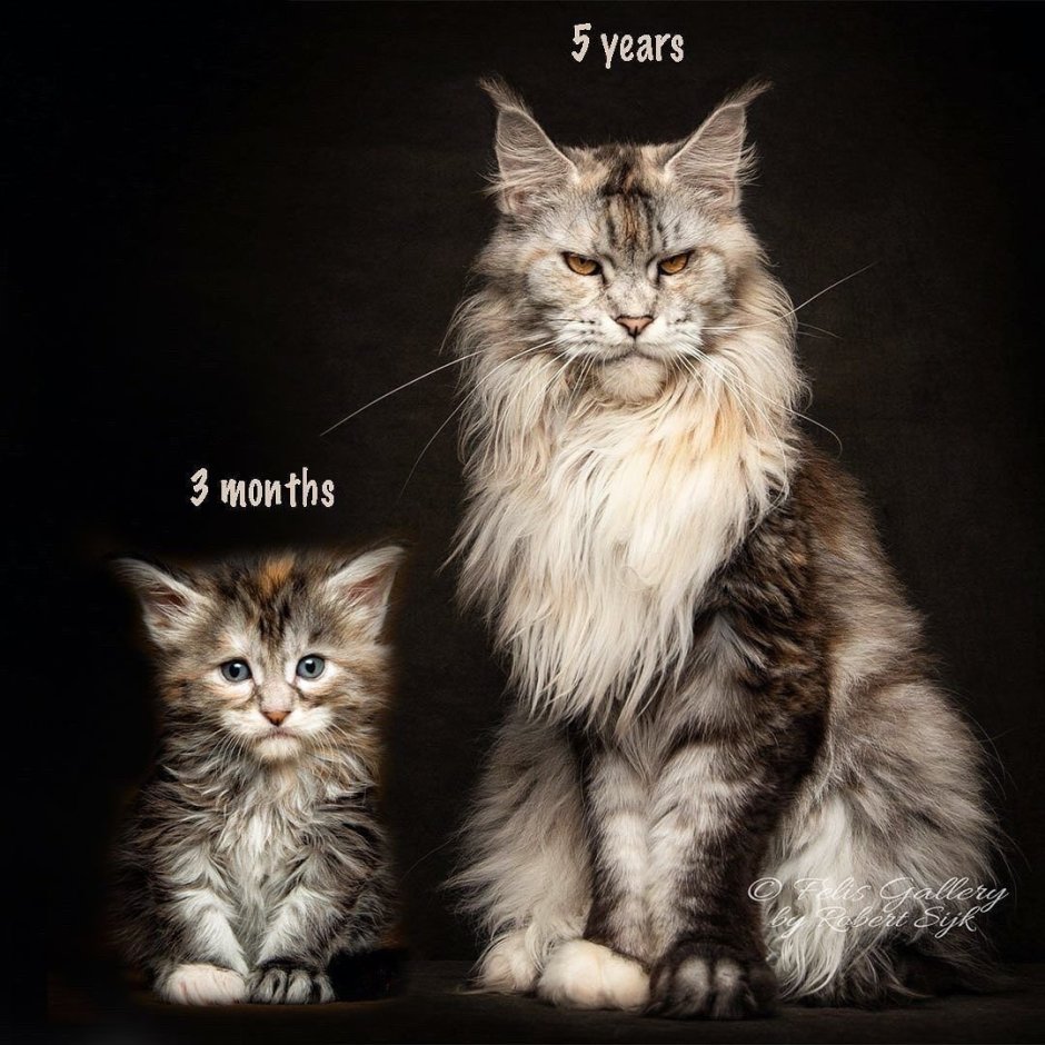 Кот Мейн кун