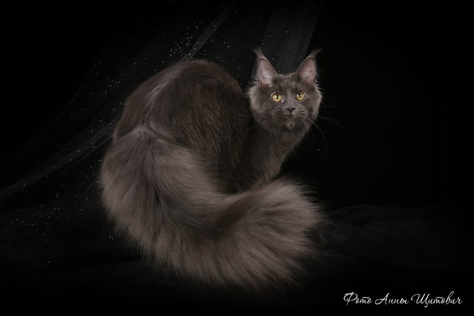 Кот Мейн кун