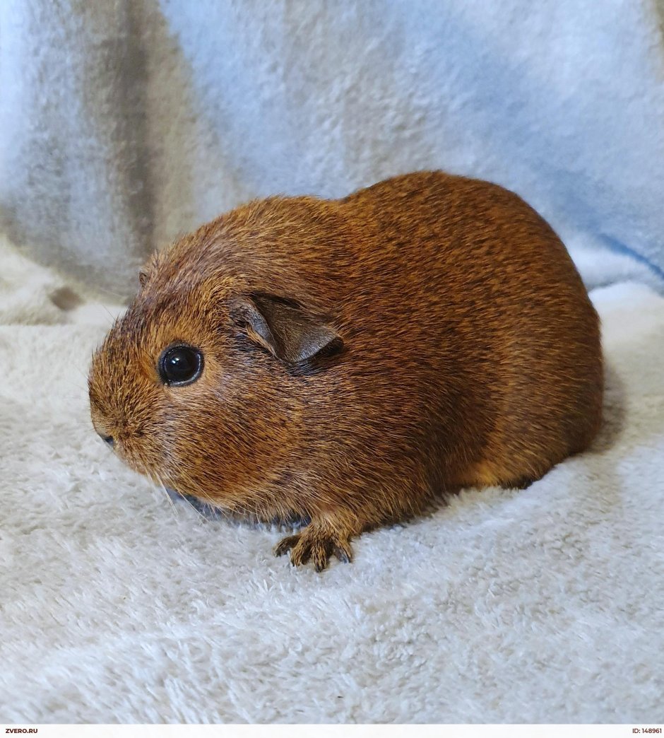 Американский крестед