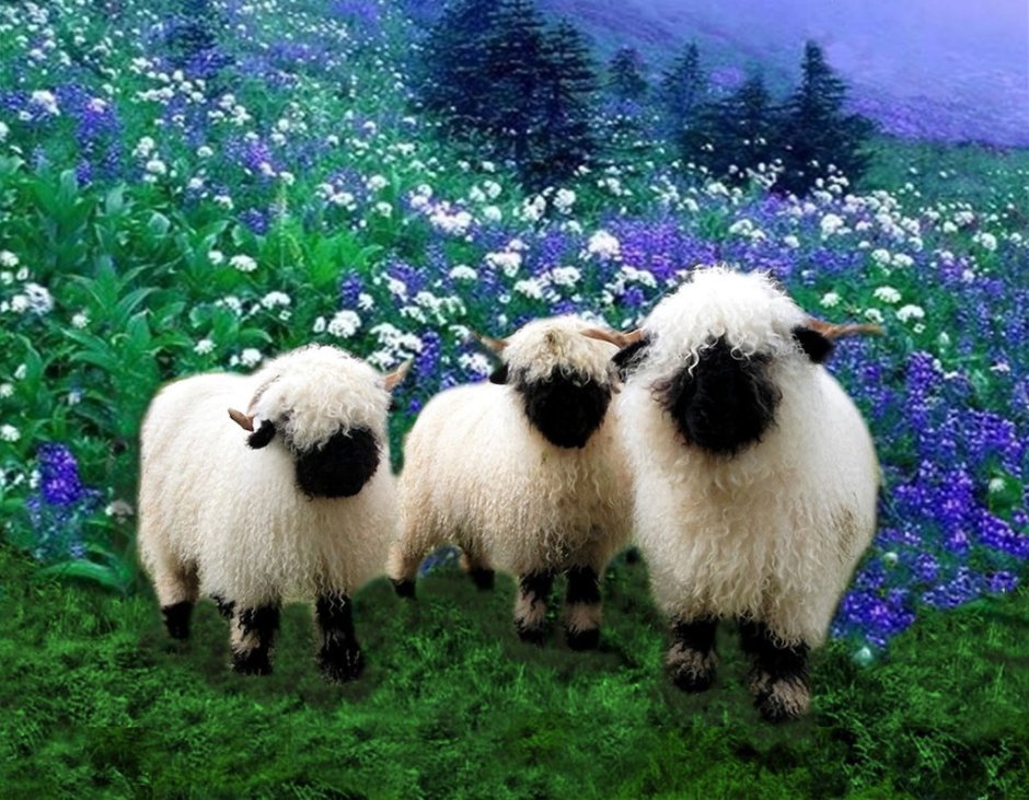 Овцы породы Вале (Valais)