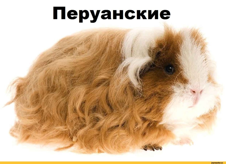 Морские свинки породы лункария