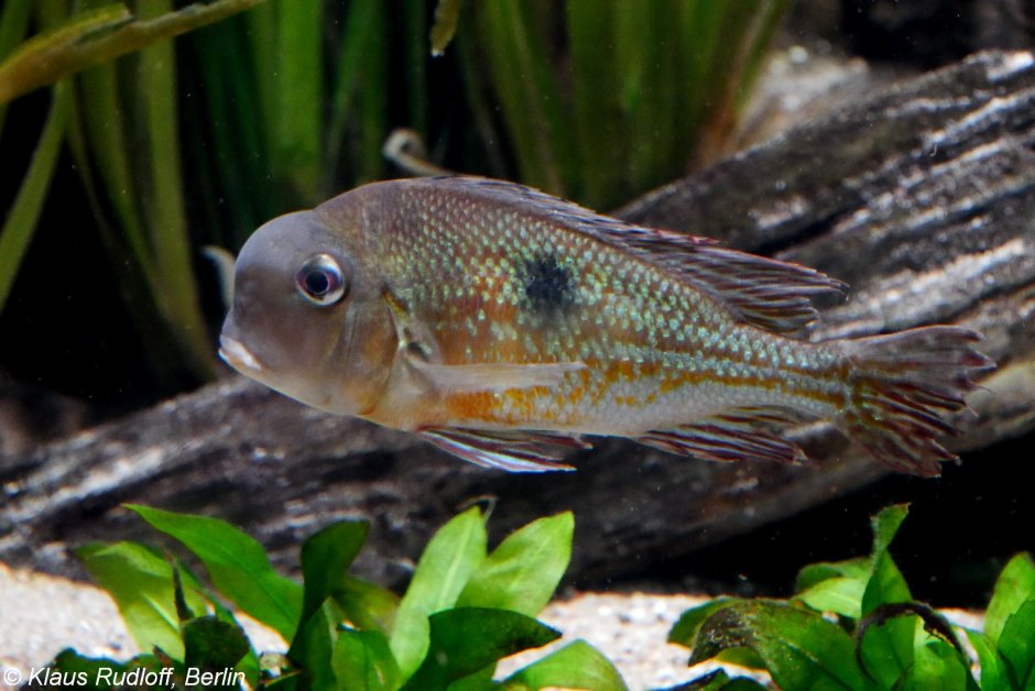 Geophagus Proximus