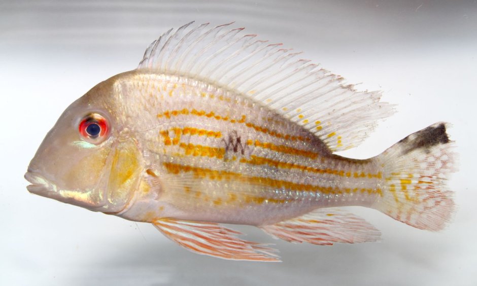 Geophagus megasema