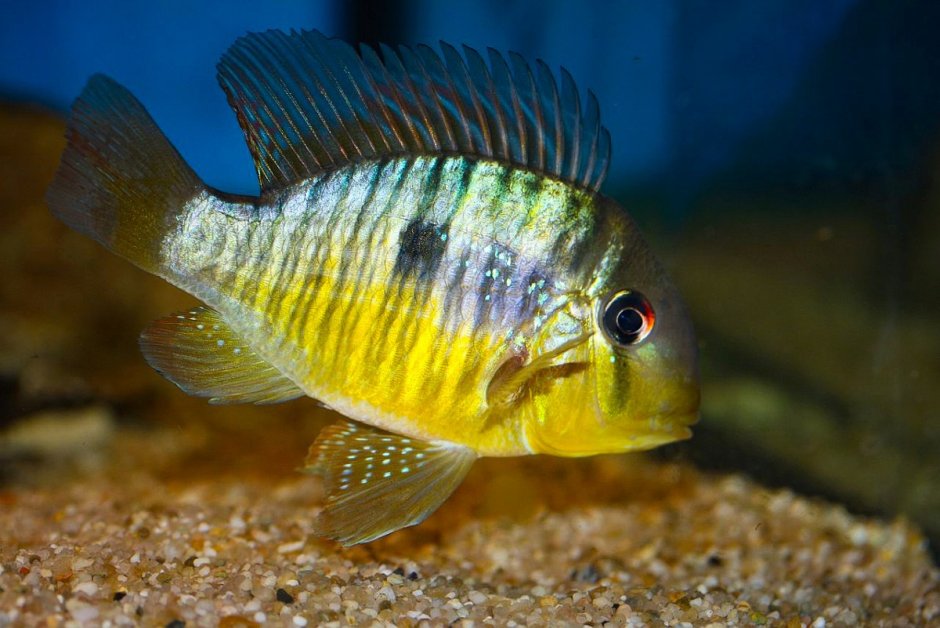 Geophagus multiocellus