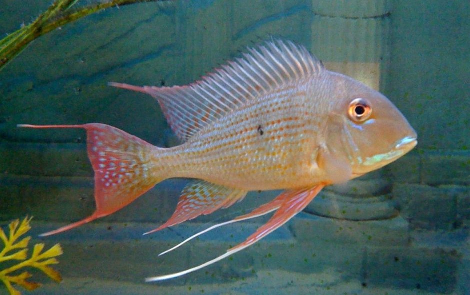 Threadfin acara