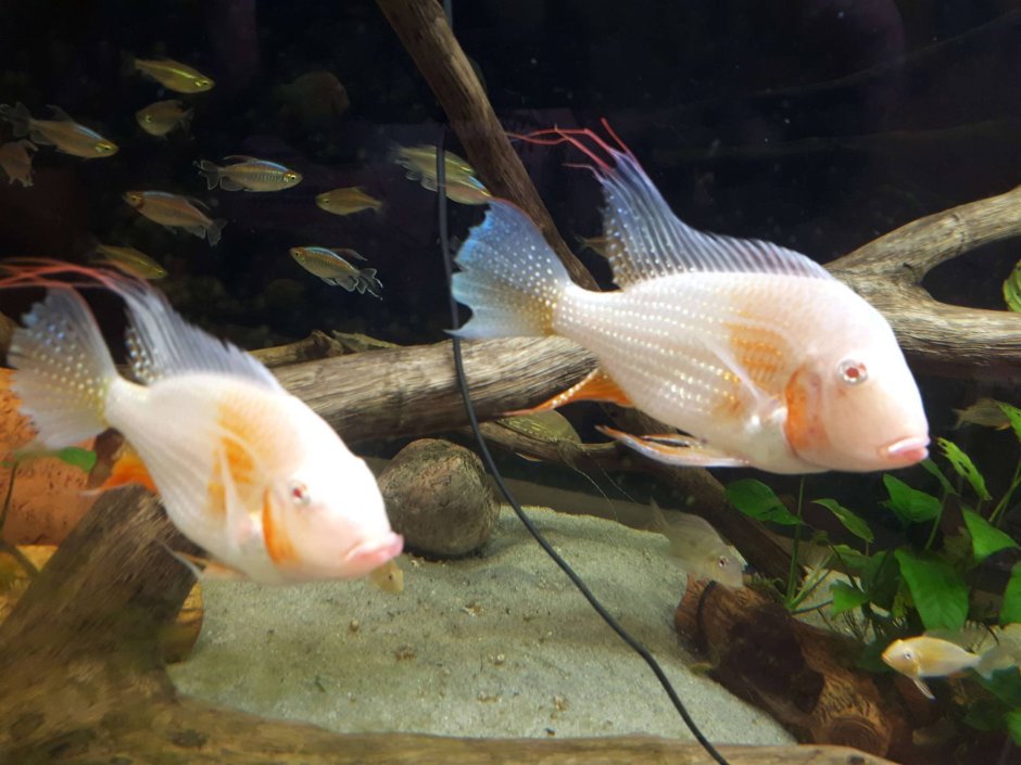 Gymnogeophagus Mekinos