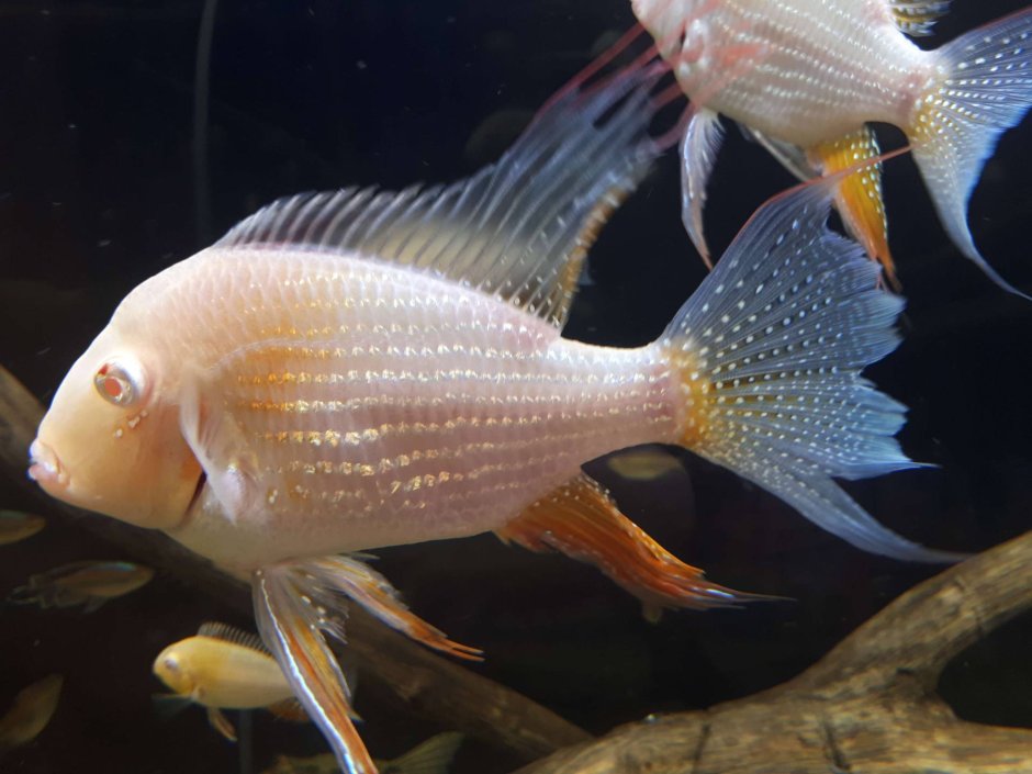 Geophagus Brasiliensis