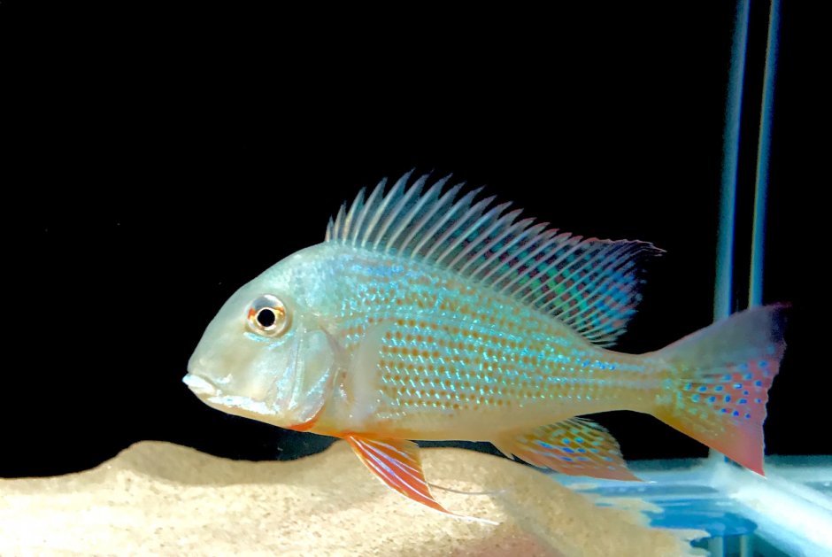 Gymnogeophagus gymnogenys