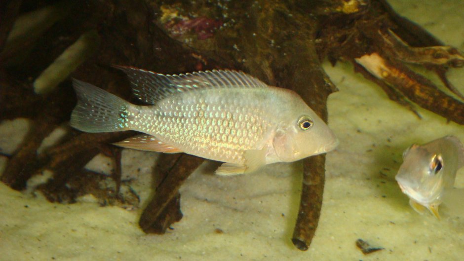 Geophagus argyrostictus