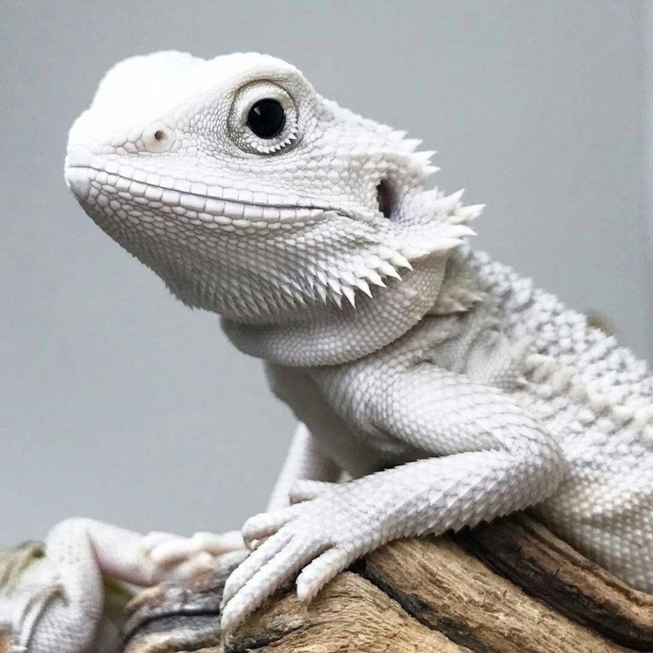Игуана на белом фоне