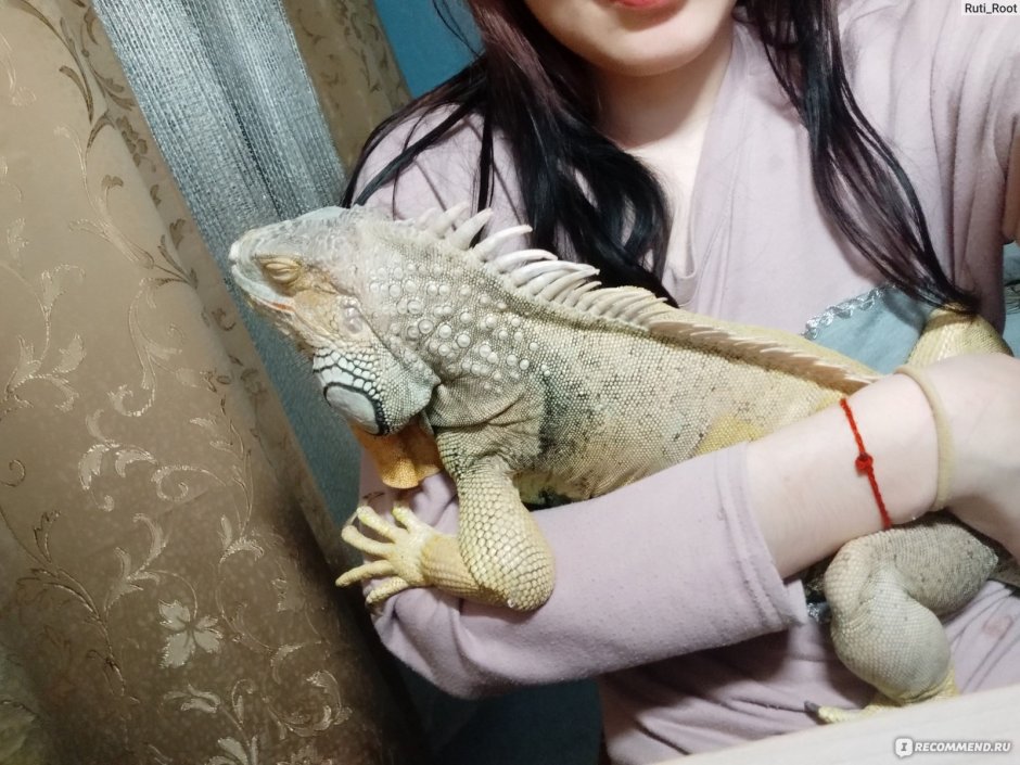 Ящерица Мем
