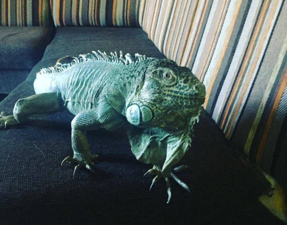 Две игуаны обнимаются