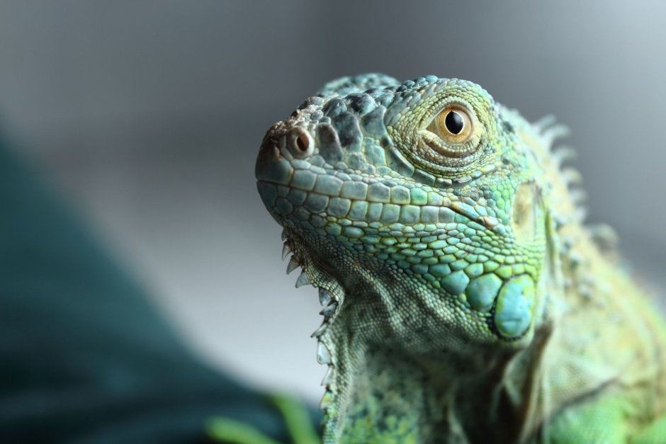 Ctenosaura similis