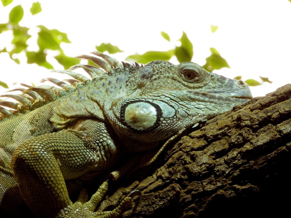 Игуана красная (Iguana Iguana)