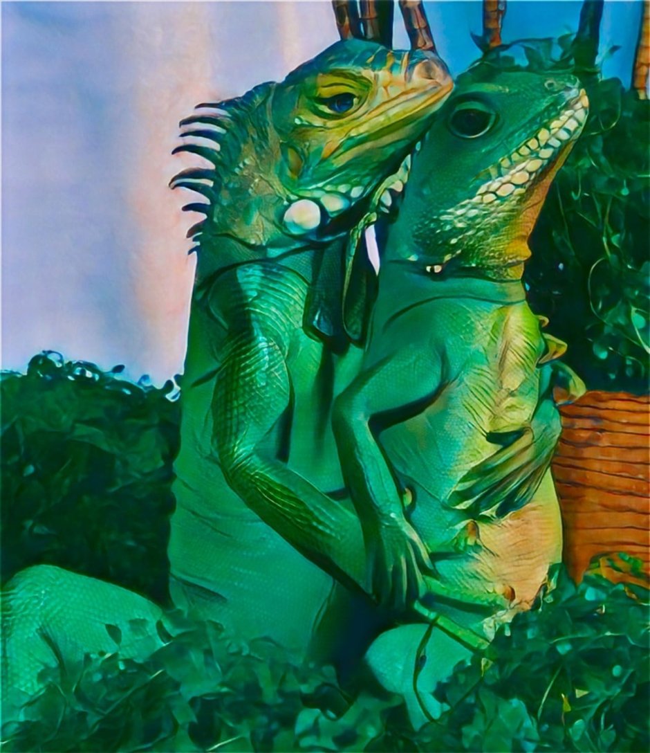 Капский Варан альбинос