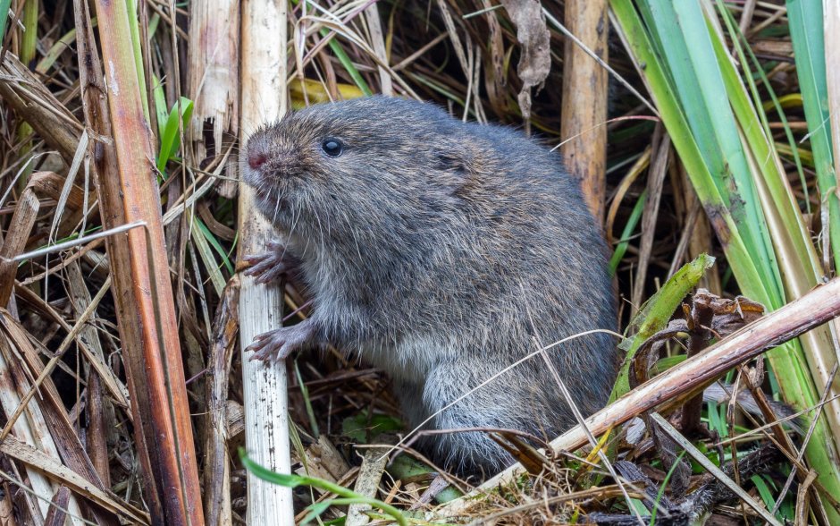 Узкочерепная полёвка (Microtus Gregalis)