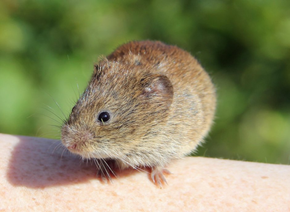 Узкочерепная полёвка (Microtus Gregalis)