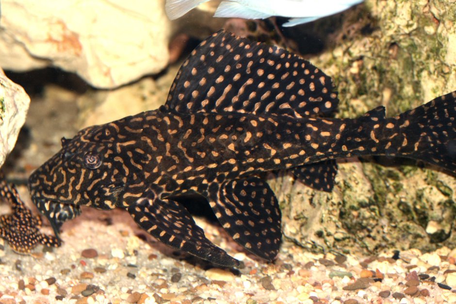 Leopard Sailfin Pleco Albino