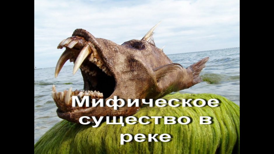 Необычные рыбы