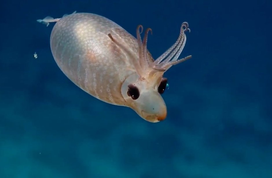 Helicocranchia pfefferi