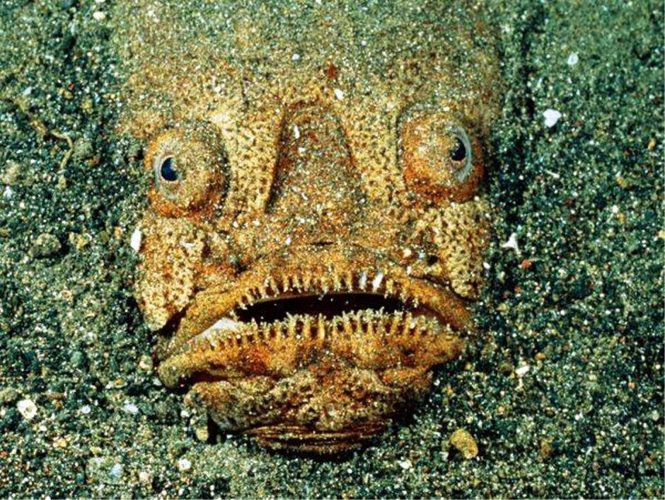 Морские чудовища реальные