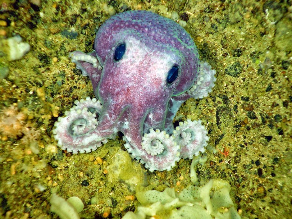 Gargariscus prionocephalus