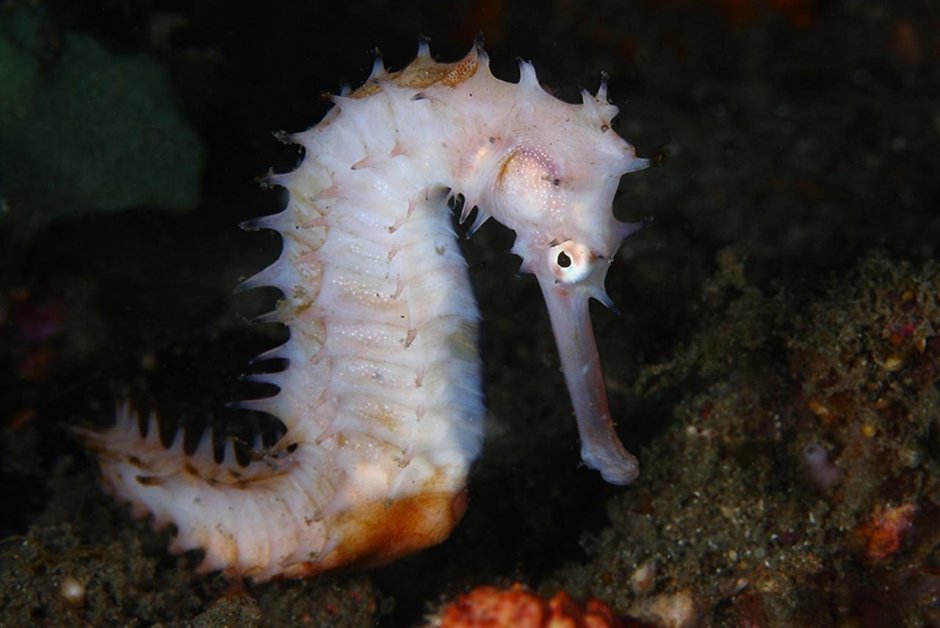 Flabellina iodinea