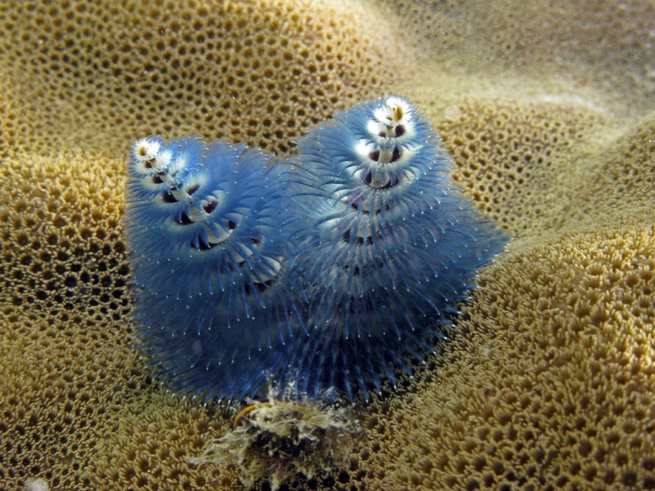 Скат хвостокол красное море