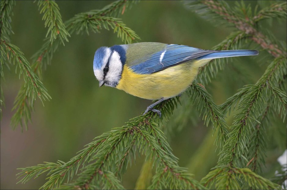Обыкновенная лазоревка