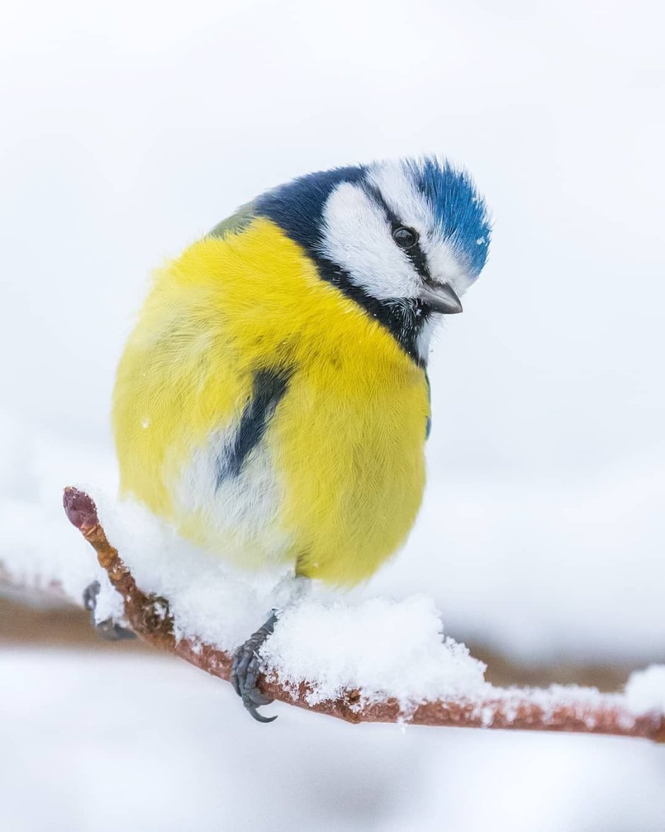 Голубая синичка