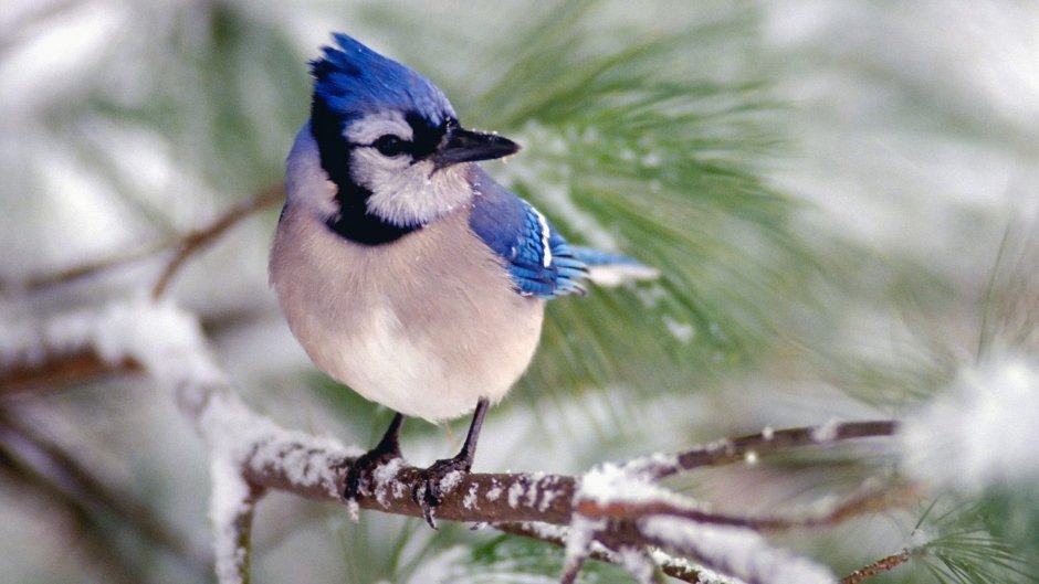 Сойка голубая с хохолком