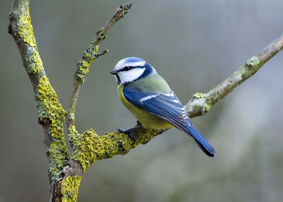 Лазоревка самка