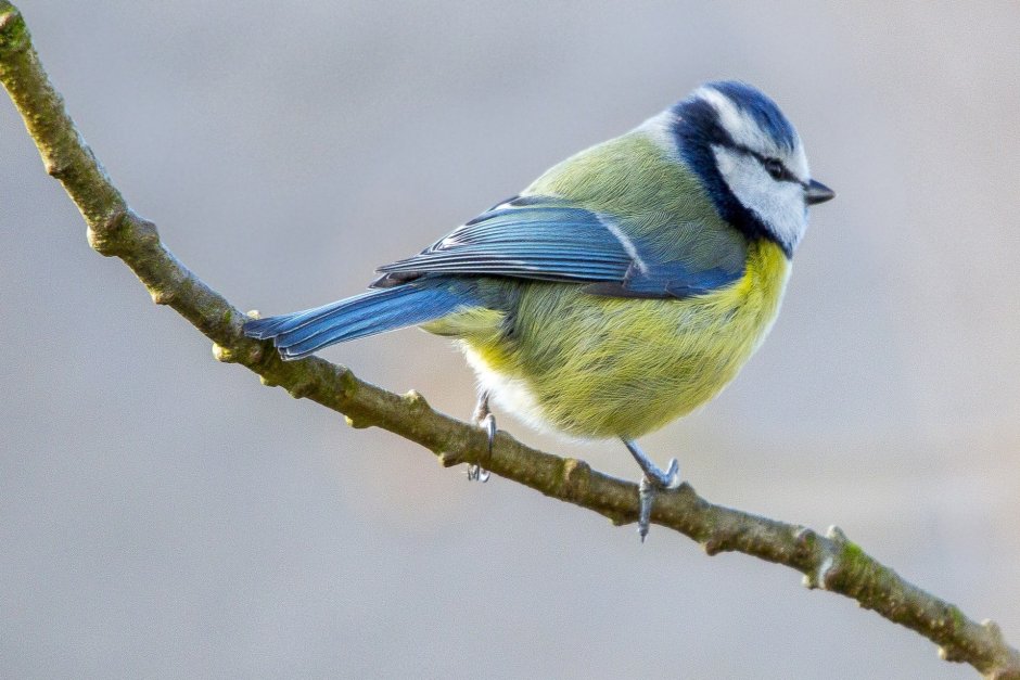 Синица голубая лазоревка