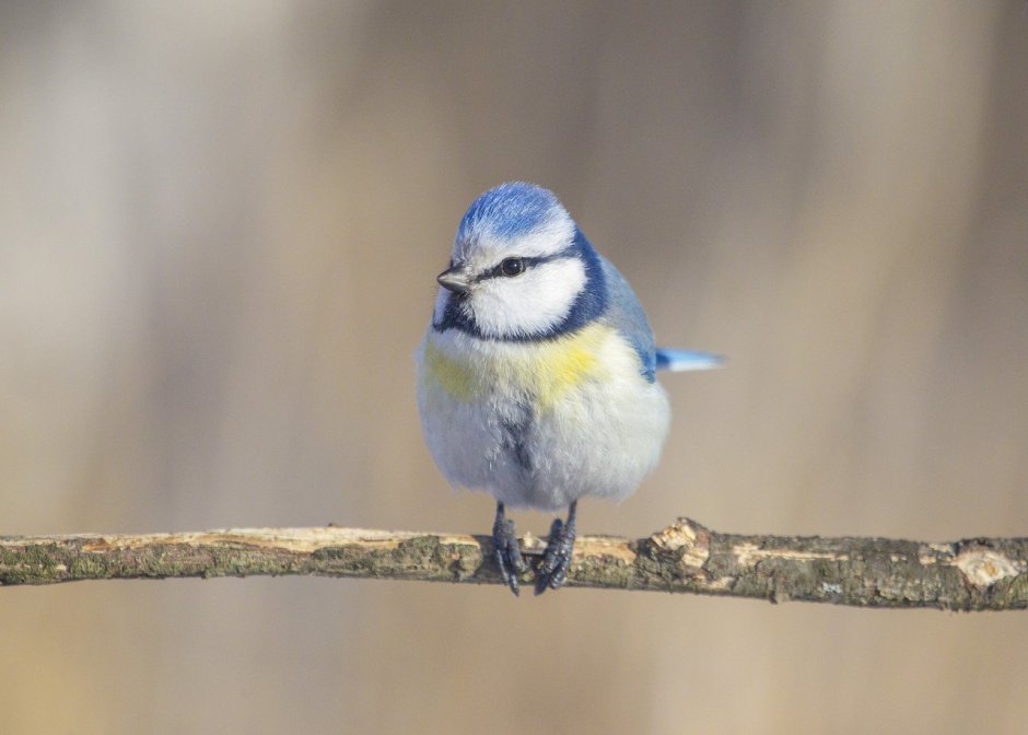 Синичка цвет