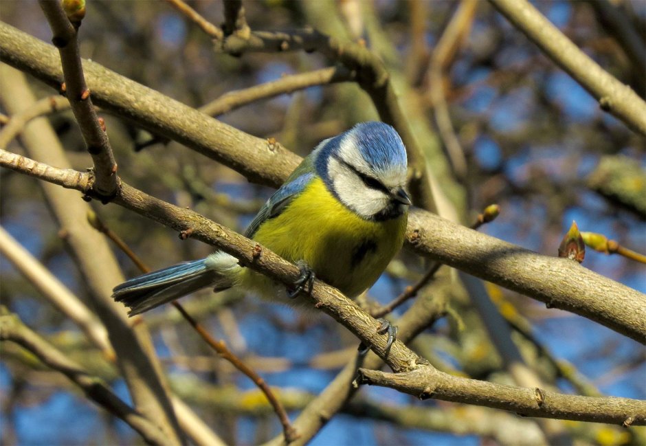 Голубая лазоревка