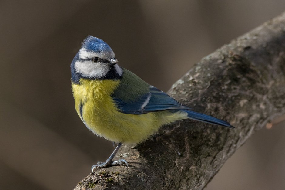 Обыкновенная Лазаревка