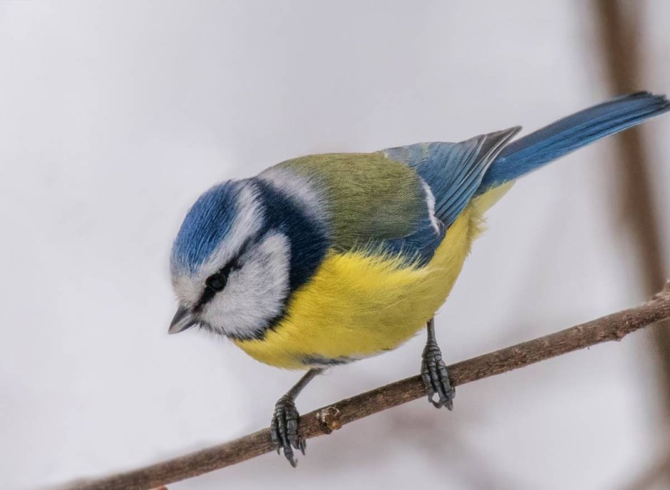 Обыкновенная Лазаревка